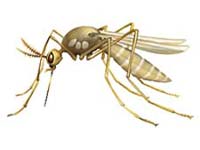 Het voorkomen van muggenbeten