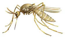 Het voorkomen van muggenbeten mosquito sancudo