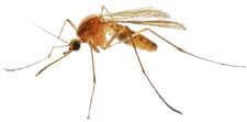 mug Het voorkomen van muggenbeten