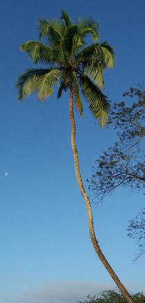 palm Mosquitia Honduras